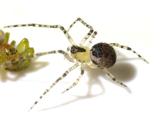 Platnickina tincta